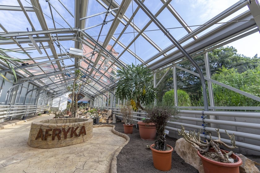 Trwa remont zabytkowych szklarni w Ogrodzie Botanicznym. Wewnątrz znajduja się już pierwsze rośliny