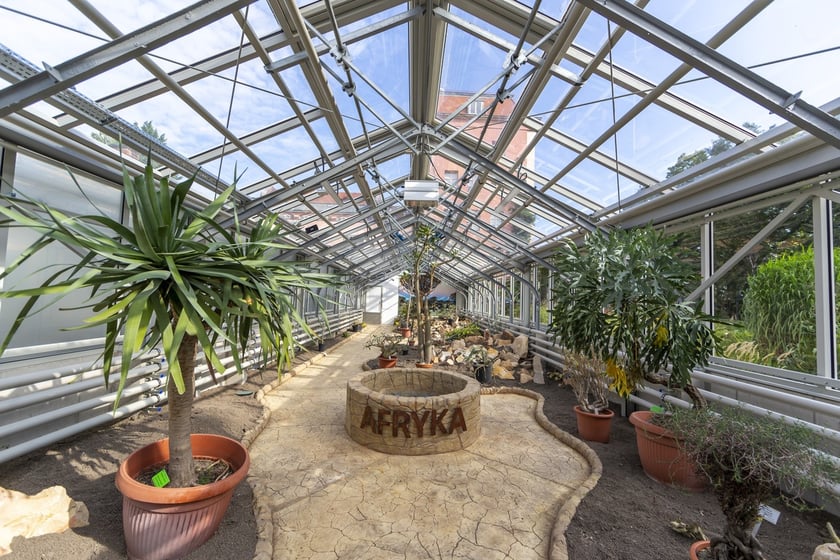 Trwa remont zabytkowych szklarni w Ogrodzie Botanicznym. Wewnątrz znajduja się już pierwsze rośliny