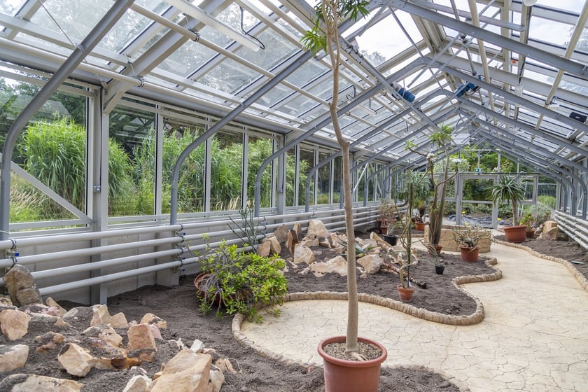 Trwa remont zabytkowych szklarni w Ogrodzie Botanicznym. Wewnątrz znajduja się już pierwsze rośliny