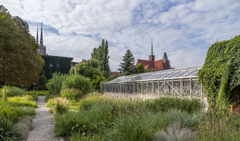Trwa remont zabytkowych szklarni w Ogrodzie Botanicznym. Wewnątrz znajduja się już pierwsze rośliny
