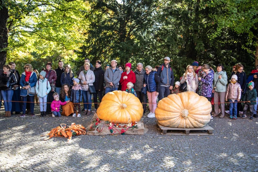 Dolnośląski Festiwal Dyni