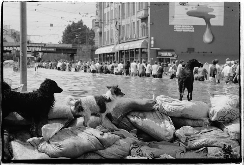 Powódź we Wrocławiu, 1997 rok