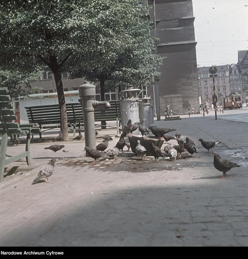 Wrocław w latach 60. XX w. Gołębie przy pompie. Widoczne kosze na śmieci i ławki. W tle z prawej tramwaj linii 10. Rok 1968
