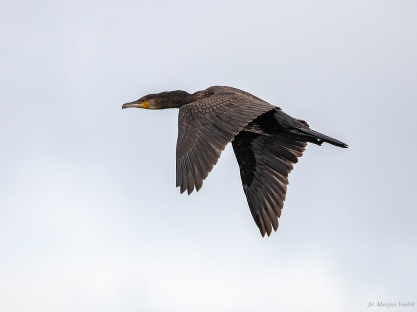 Kormoran