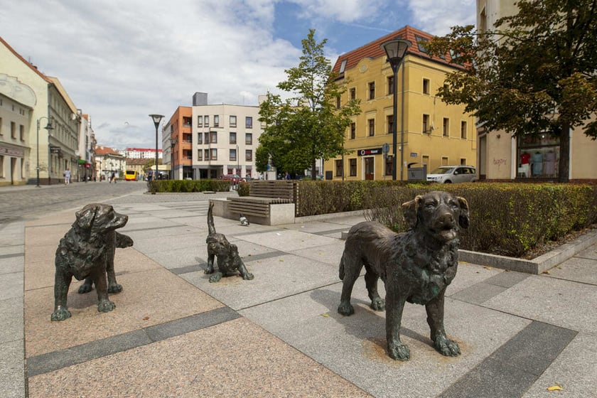 Posągi psów na rynku Psiego Pola