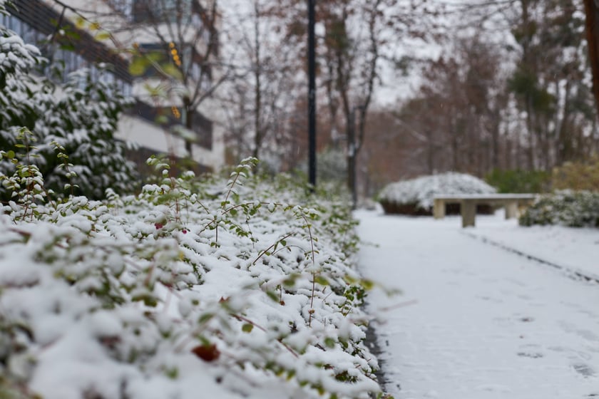 Zima zagościła we Wrocławiu. Właśnie spadł pierwszy śnieg...