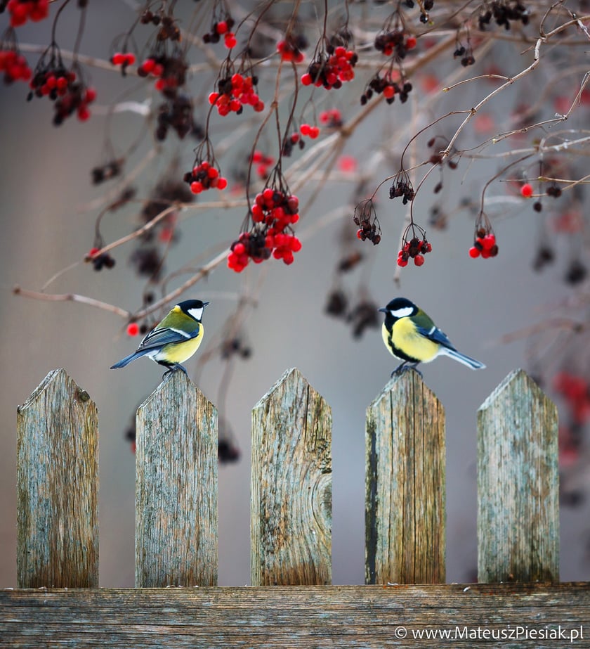 Zdjęcia dzikiej przyrody