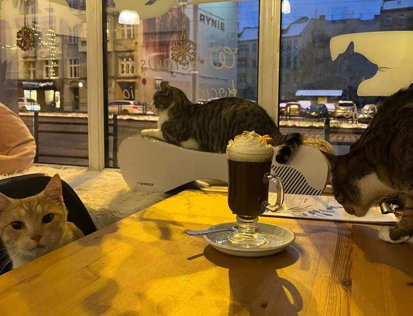 Kot Cafe
Gorącą czekoladę wypijecie r&oacute;wnież w kocim towarzystwie! W kawiarni Kot Cafe czeka na Was czekolada klasyczna i biała czekolada na gorąco. Możecie dobrać do niej bitą śmietanę lub pianki marshmallow.
Warto pamiętać, że kawiarnia jest kr&oacute;lestwem kot&oacute;w i to one są w tym miejscu najważniejsze. Aby czuły się komfortowo do kawiarni mogą przyjść osoby powyżej 10. roku życia, natomiast młodsze dzieci mogą ją odwiedzić w każdą niedzielę. Regulamin znajdziecie na ich stronie.

Adres: Dubois 25
Godziny otwarcia: codziennie w godz. 11:00-22:00
