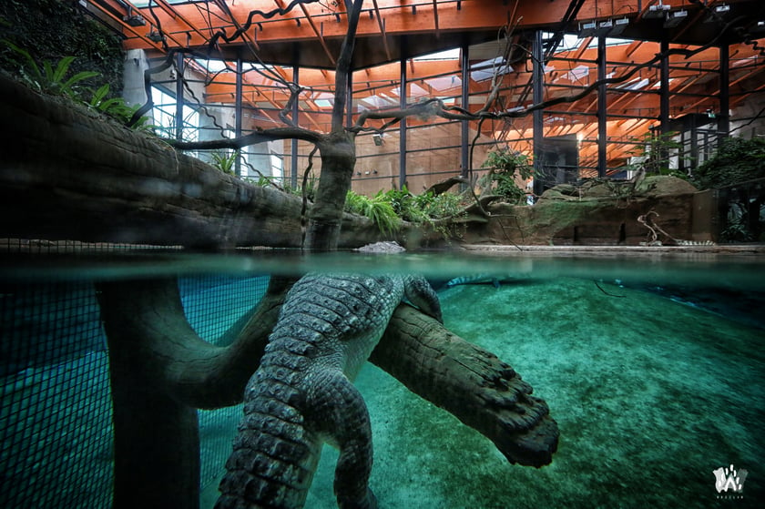 Pierwszą propozycją jest wycieczka do wrocławskiego ogrodu zoologicznego, który można odwiedzić każdego dnia w roku. W piątek, sobotę i niedzielę (6-8 stycznia) będzie czynny od godz. 9.00 do 17.00 - teren zoo i Afrykarium, a pawilony i kasy od godz. 9.00 do 16.00.