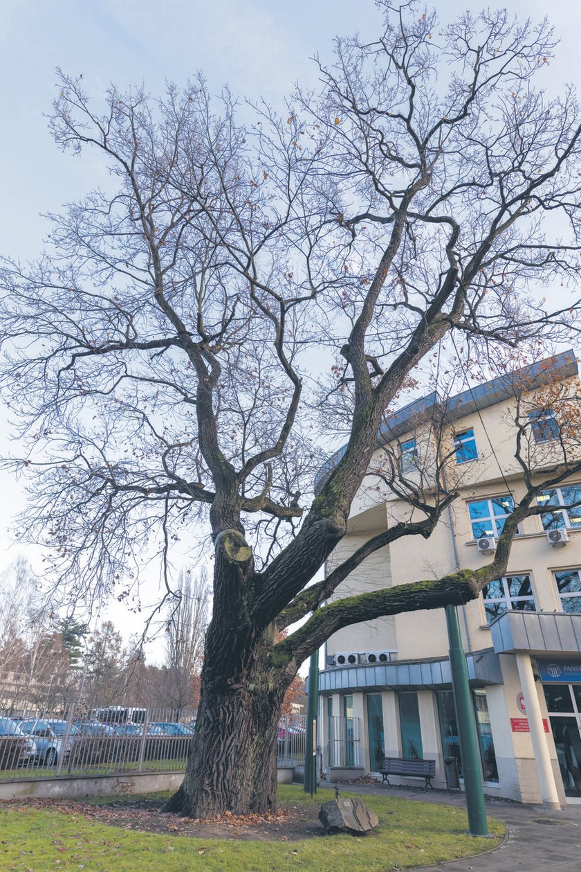 Dziadek, czyli najstarszy dąb we Wrocławiu