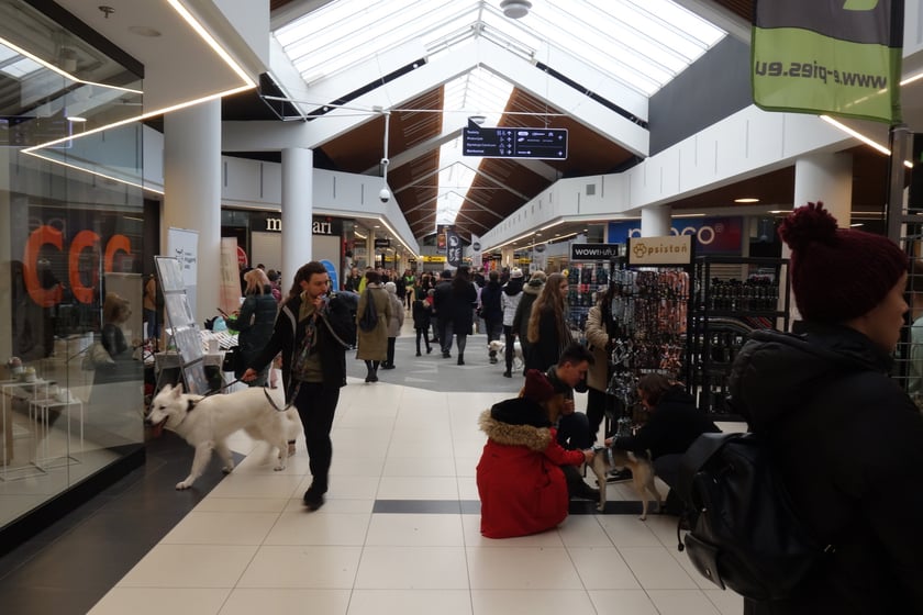 Na zdjęciach Targi PupiLove w Centrum Handlowym Borek, 12.02.2023