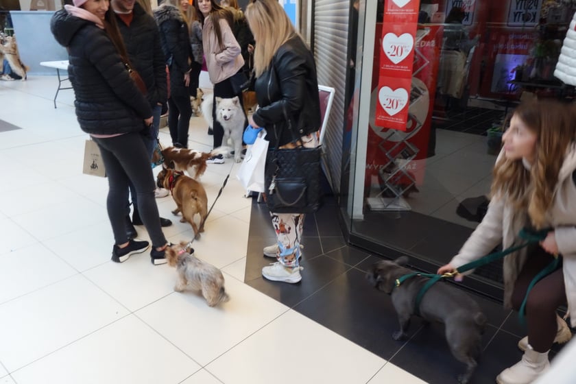 Na zdjęciach Targi PupiLove w Centrum Handlowym Borek, 12.02.2023