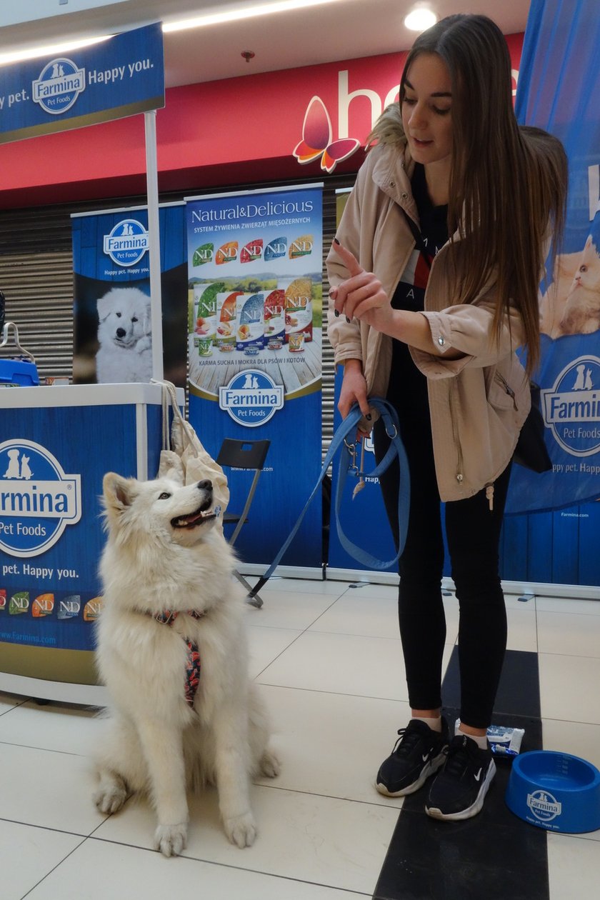 Na zdjęciach Targi PupiLove w Centrum Handlowym Borek, 12.02.2023. Pani Vanessa ze Śnieżką, samojedem