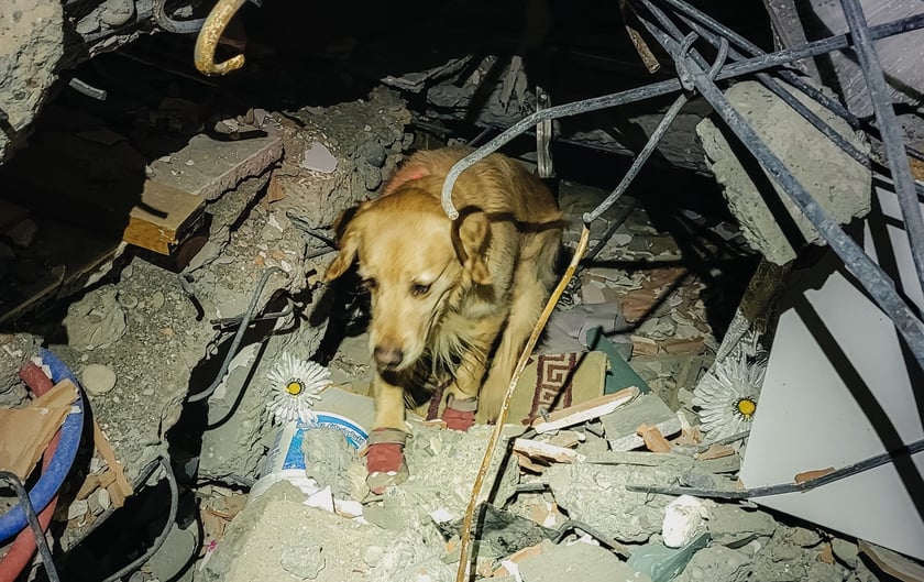 Na zdjęciu pies ratowniczy Orion podczas badania i podczas akcji poszukiwawczej w Turcji