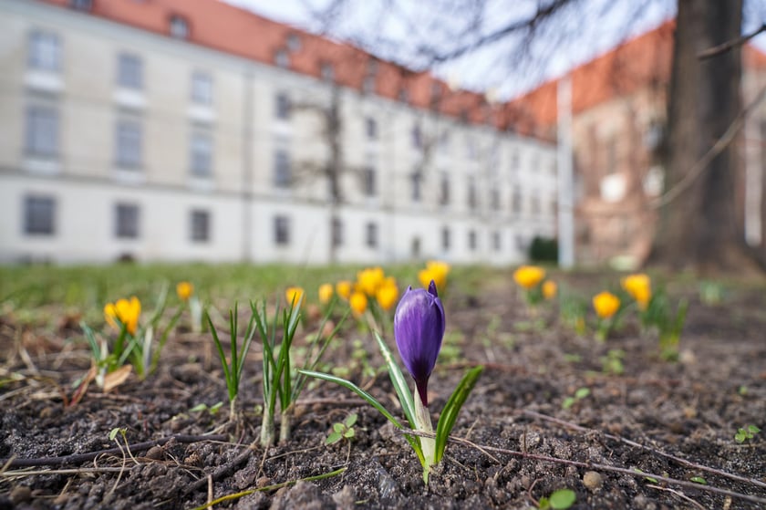 Oznaki wiosny w pobliżu Wyspy Piaskowej