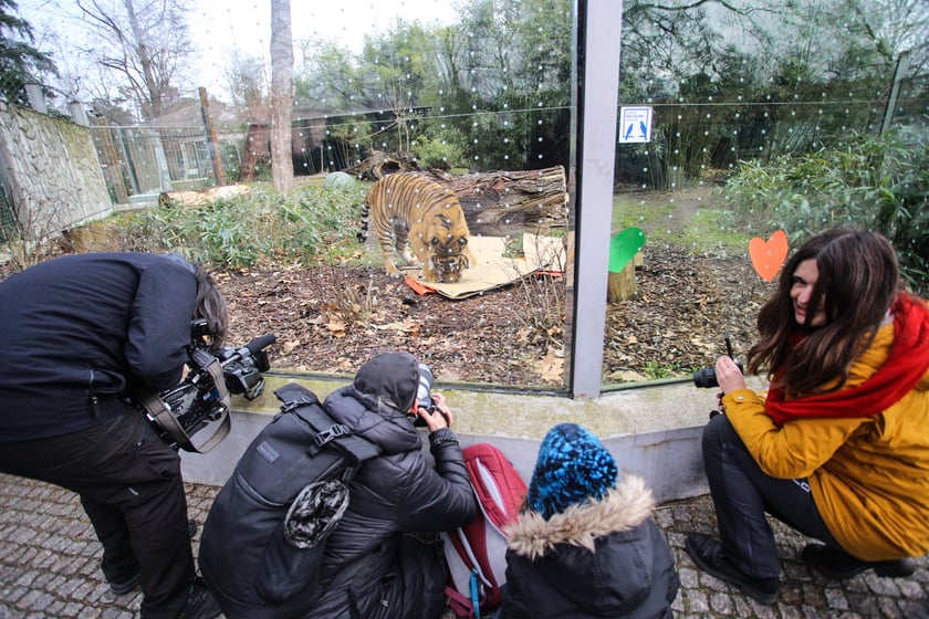 Na zdjeciu: Tygrys Tengah z wrocławskiego zoo, kt&oacute;ry obchodzi 14 lat&nbsp;