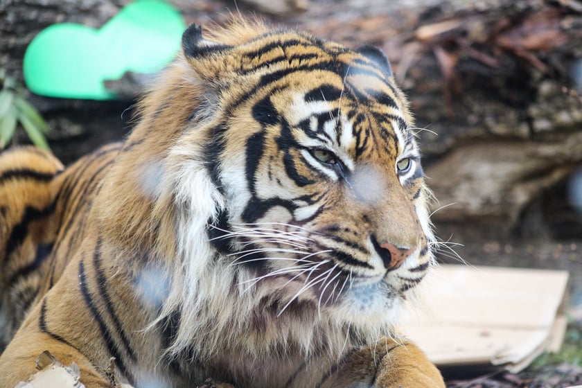 Na zdjeciu: Tygrys Tengah z wrocławskiego zoo, kt&oacute;ry obchodzi 14 lat&nbsp;