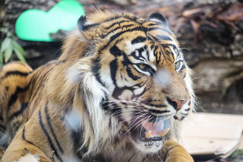 Na zdjeciu: Tygrys Tengah z wrocławskiego zoo, kt&oacute;ry obchodzi 14 lat&nbsp;