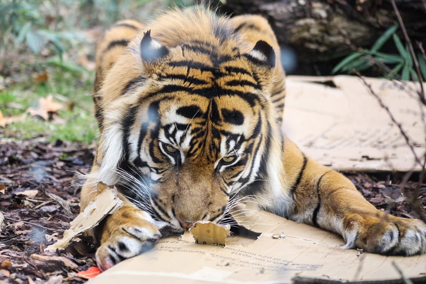 Na zdjeciu: Tygrys Tengah z wrocławskiego zoo, kt&oacute;ry obchodzi 14 lat&nbsp;