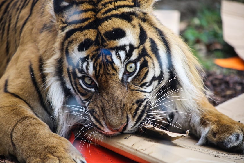 Na zdjeciu: Tygrys Tengah z wrocławskiego zoo, kt&oacute;ry obchodzi 14 lat&nbsp;