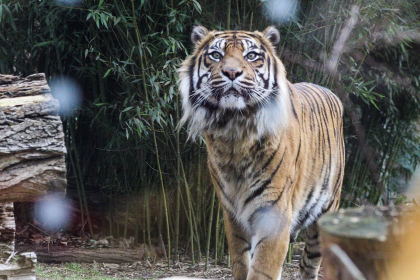 Na zdjeciu: Tygrys Tengah z wrocławskiego zoo, kt&oacute;ry obchodzi 14 lat&nbsp;