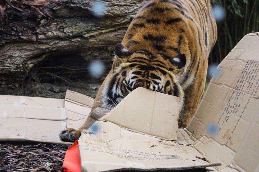Na zdjeciu: Tygrys Tengah z wrocławskiego zoo, kt&oacute;ry obchodzi 14 lat&nbsp;