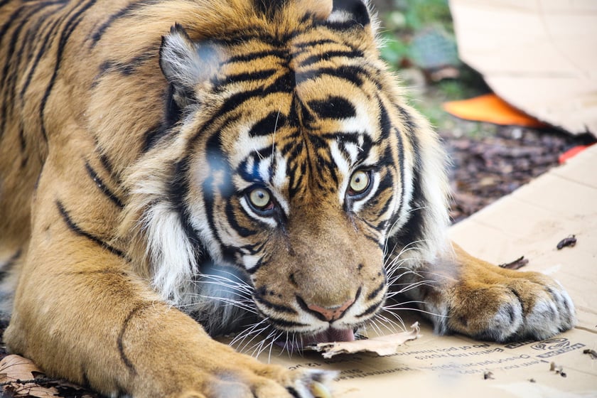 Na zdjeciu: Tygrys Tengah z wrocławskiego zoo, kt&oacute;ry obchodzi 14 lat&nbsp;