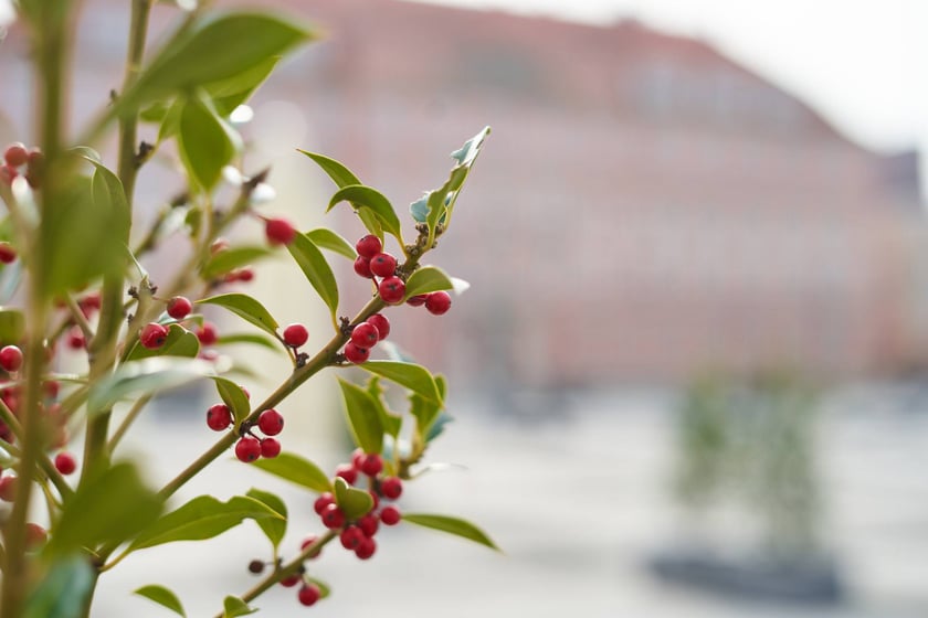 NA zdjęciu kwiaty - pierwsze oznaki wiosny we Wrocławiu