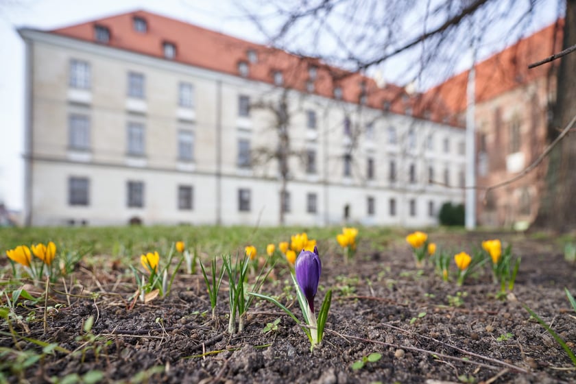 NA zdjęciu kwiaty - pierwsze oznaki wiosny we Wrocławiu
