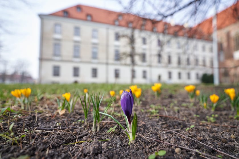 NA zdjęciu kwiaty - pierwsze oznaki wiosny we Wrocławiu