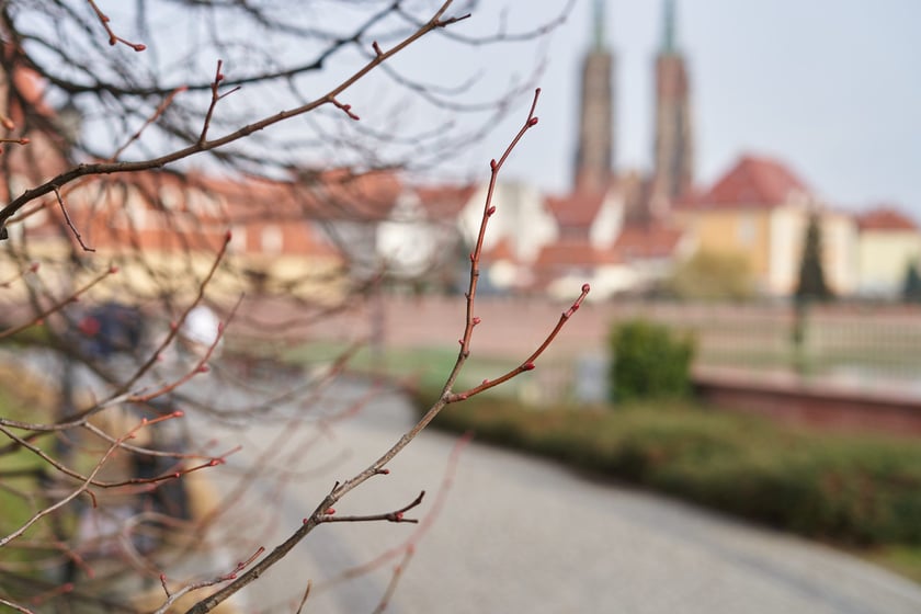 NA zdjęciu kwiaty - pierwsze oznaki wiosny we Wrocławiu