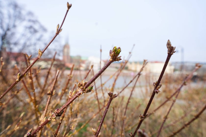 NA zdjęciu kwiaty - pierwsze oznaki wiosny we Wrocławiu