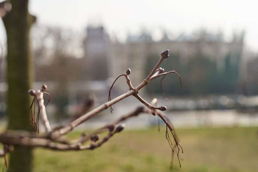 NA zdjęciu kwiaty - pierwsze oznaki wiosny we Wrocławiu
