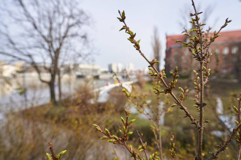 NA zdjęciu kwiaty - pierwsze oznaki wiosny we Wrocławiu