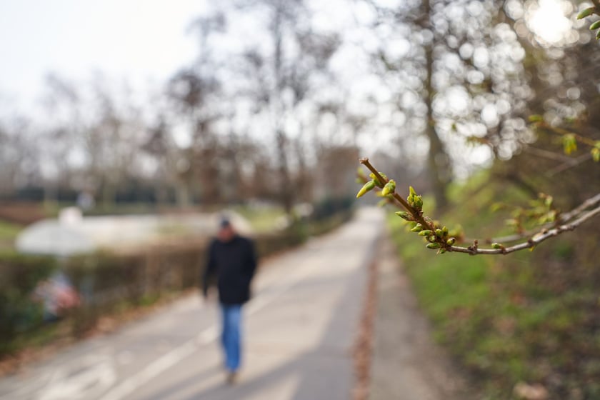 NA zdjęciu kwiaty - pierwsze oznaki wiosny we Wrocławiu