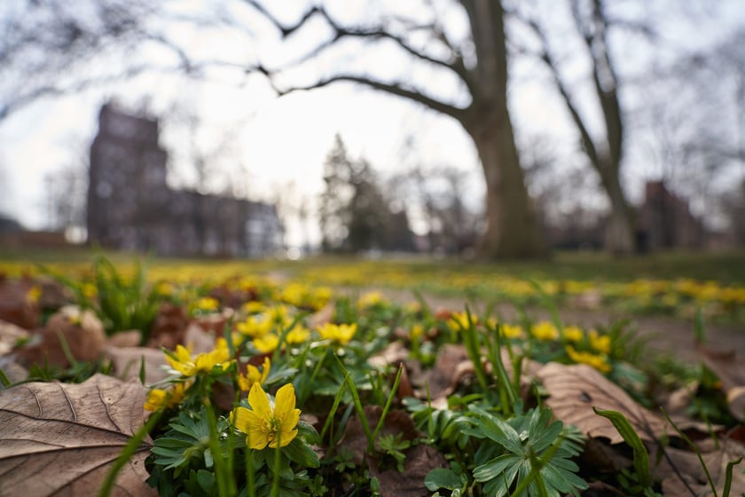 NA zdjęciu kwiaty - pierwsze oznaki wiosny we Wrocławiu