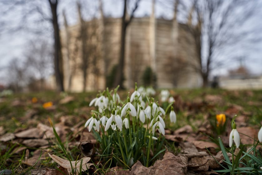 NA zdjęciu kwiaty - pierwsze oznaki wiosny we Wrocławiu