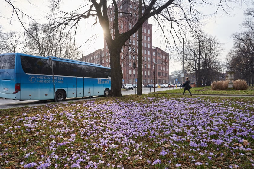 NA zdjęciu kwiaty - pierwsze oznaki wiosny we Wrocławiu