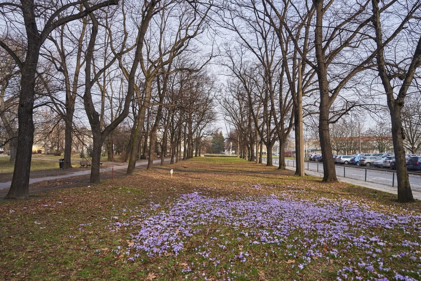 NA zdjęciu kwiaty - pierwsze oznaki wiosny we Wrocławiu