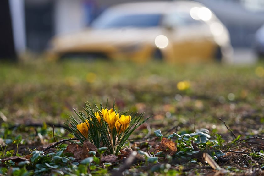 NA zdjęciu kwiaty - pierwsze oznaki wiosny we Wrocławiu