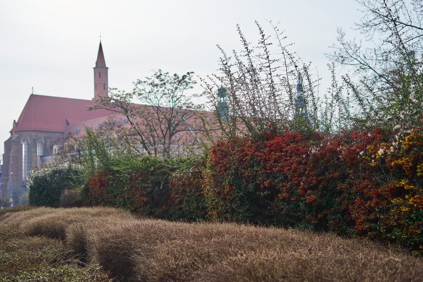 NA zdjęciu kwiaty - pierwsze oznaki wiosny we Wrocławiu