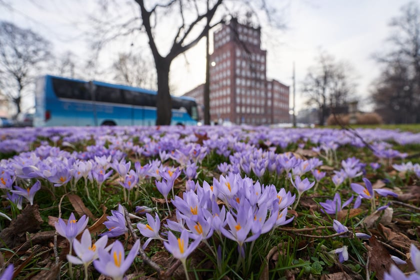 NA zdjęciu kwiaty - pierwsze oznaki wiosny we Wrocławiu