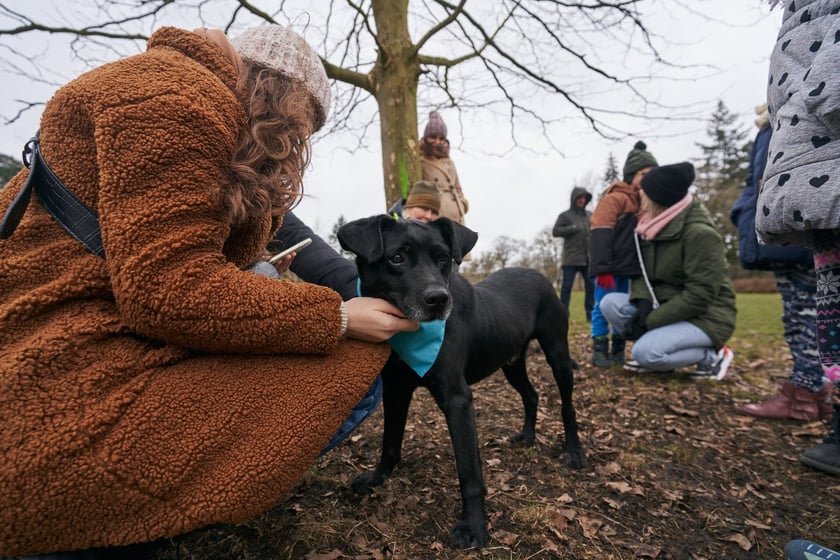 Na zdjęciu psy z TOZ Schroniska dla Bezdomnych Zwierząt na spacerze w parku Grabiszyńskim. Celem jest znalezienie nowych opiekun&oacute;w