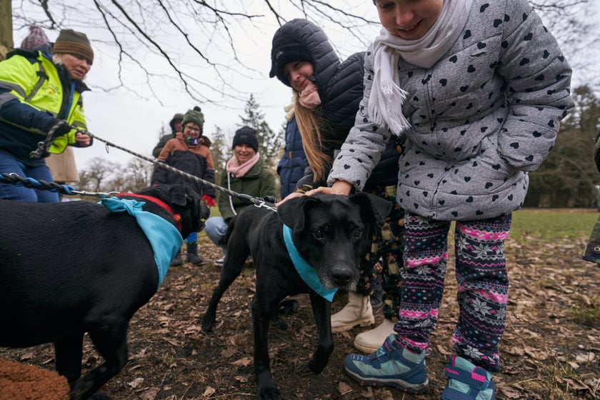 Na zdjęciu psy z TOZ Schroniska dla Bezdomnych Zwierząt na spacerze w parku Grabiszyńskim. Celem jest znalezienie nowych opiekun&oacute;w