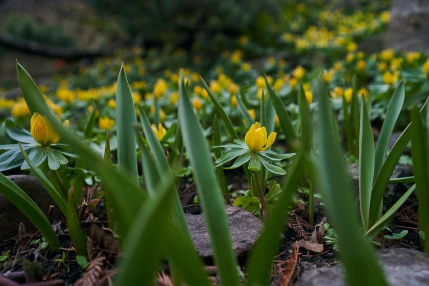 Widoki z Ogrodu Botanicznego, rośliny powoli budzą się na wiosnę