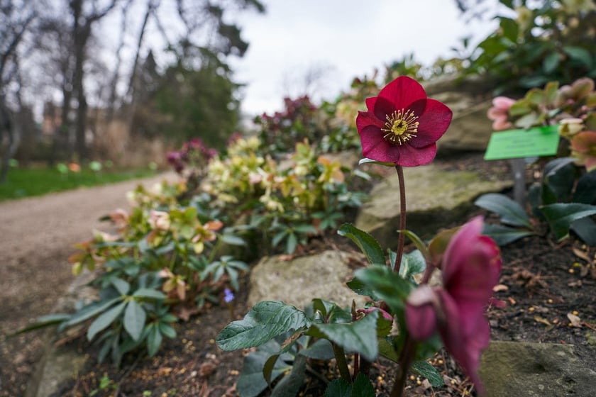 Widoki z Ogrodu Botanicznego, rośliny powoli budzą się na wiosnę