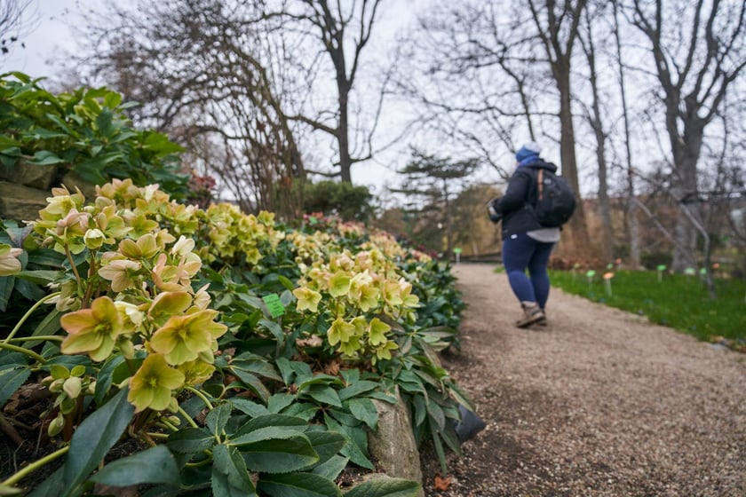 Widoki z Ogrodu Botanicznego, rośliny powoli budzą się na wiosnę