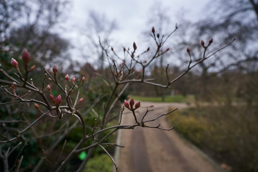 Widoki z Ogrodu Botanicznego, rośliny powoli budzą się na wiosnę