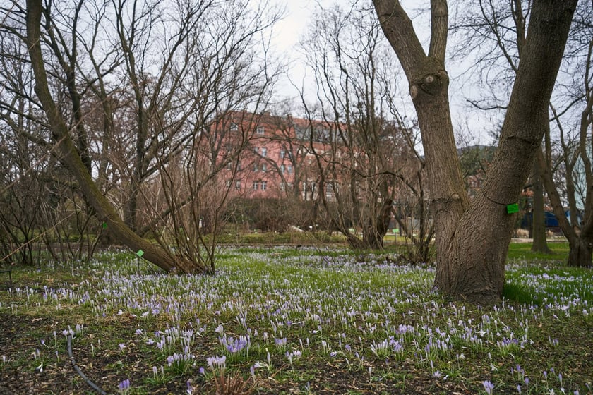 Widoki z Ogrodu Botanicznego, rośliny powoli budzą się na wiosnę