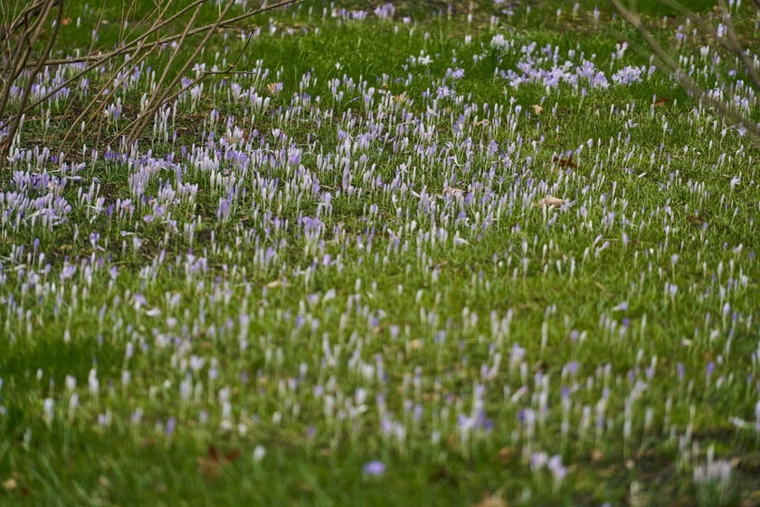 Widoki z Ogrodu Botanicznego, rośliny powoli budzą się na wiosnę